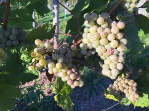 wein